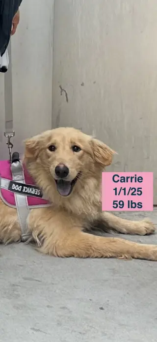 Carrie