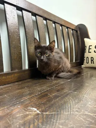 Paste