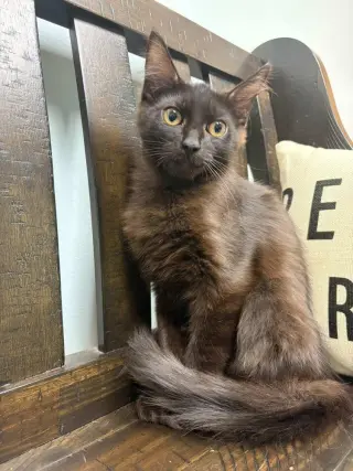 Paste