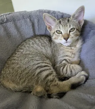 Tilly