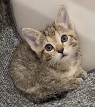 Tilly