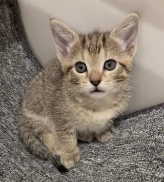 Tilly