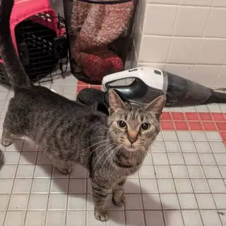 Penelope