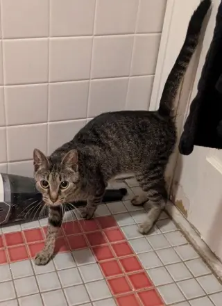 Penelope