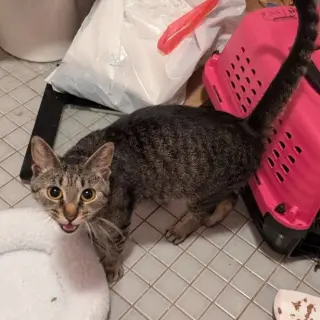 Penelope