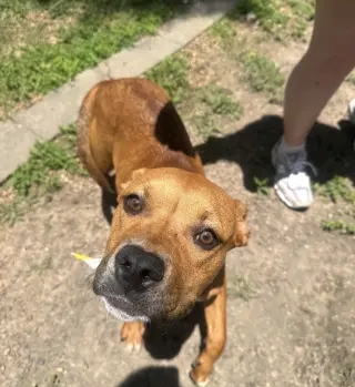 Suki