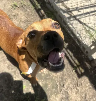 Suki