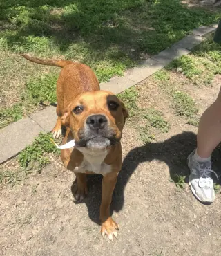 Suki