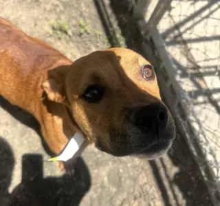 Suki