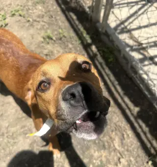 Suki