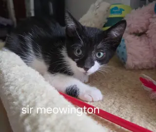Sir Meowington