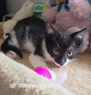 Sir Meowington