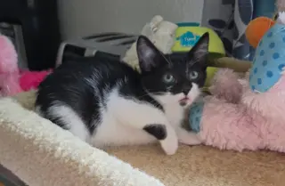 Sir Meowington