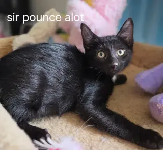 Sir Pounce A Lot