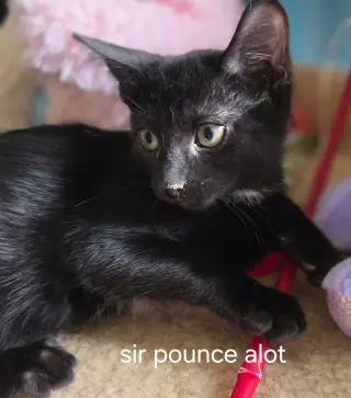 Sir Pounce A Lot