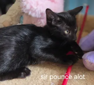 Sir Pounce A Lot