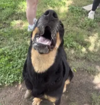 Selma