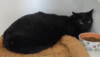 Stryder