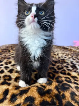 Bacon Bits