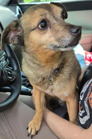 LIL BUDDY