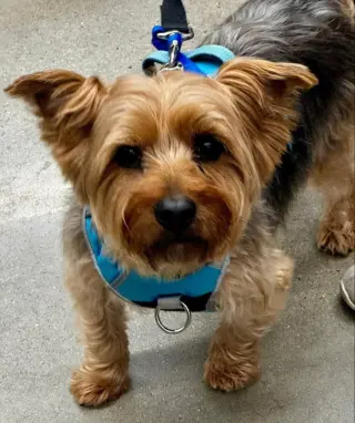 Sam * Adopt or Foster*