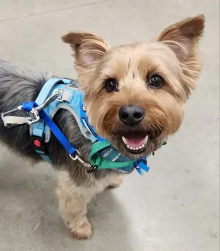 Sam * Adopt or Foster*