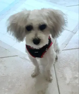 Matty * Adopt*