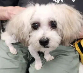 Matty * Adopt*