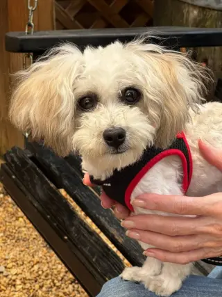 Matty * Adopt*