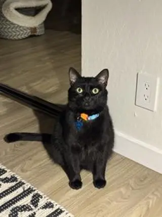 Lou