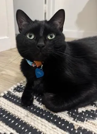 Lou