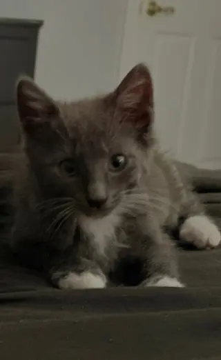 Delphine's Lance KITTEN