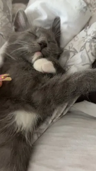 Delphine's Lance KITTEN