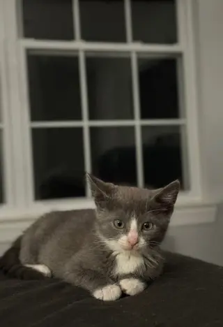 Delphine's Ivy KITTEN