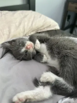 Delphine's Ivy KITTEN