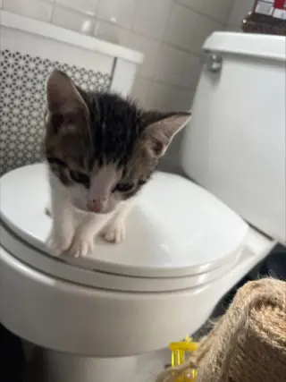 Peppa KITTEN