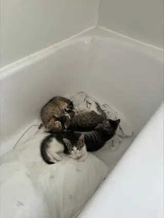 Peppa KITTEN