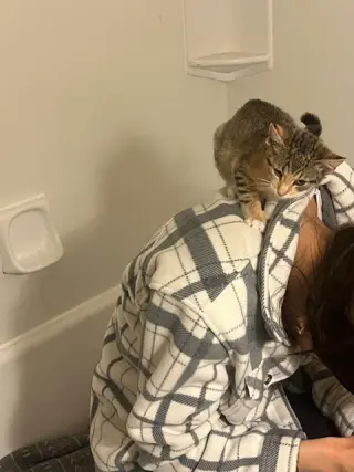 Jax KITTEN