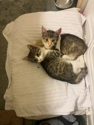 Jax KITTEN