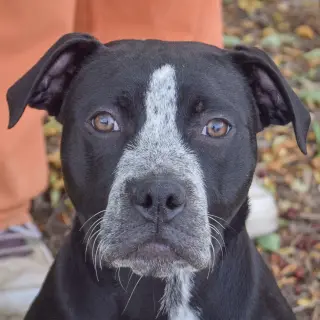 Tobi