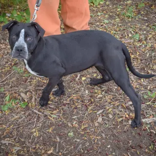 Tobi