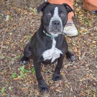 Tobi