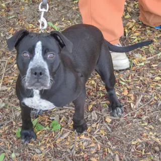 Tobi