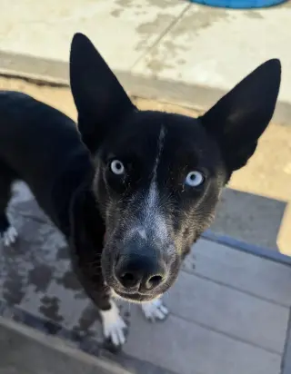 Elsa
