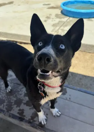 Elsa