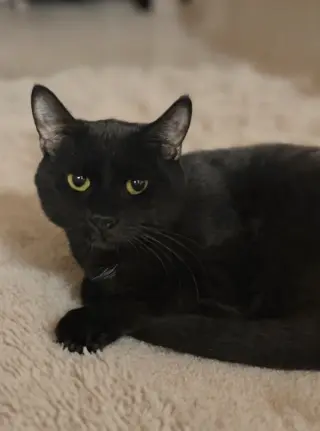 Darcy 26/350