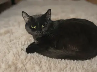 Darcy 26/350
