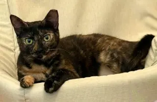 Chiniak (bonded w/ Kodiak)
