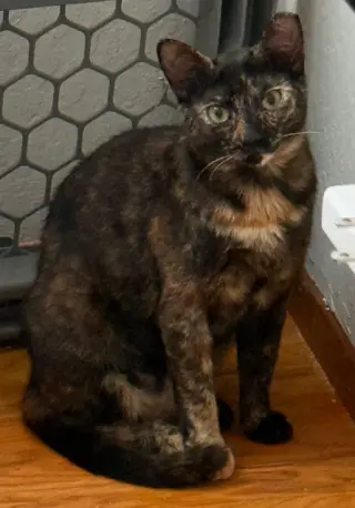 Chiniak (bonded w/ Kodiak)
