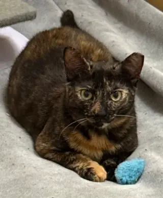 Chiniak (bonded w/ Kodiak)